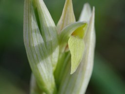 Serapias_parviflora_Carcavelos